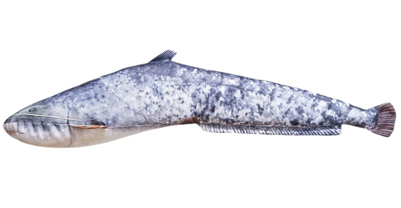 Gaby poduszka SUM MAŁY zabawka ryba pluszak przytulanka